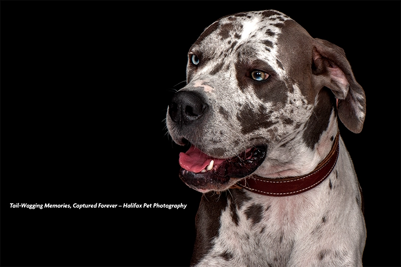 Great Dane staring confidently at the camera, with a sleek black background highlighting its majestic features